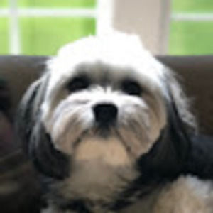 Meet your Posher, Joy